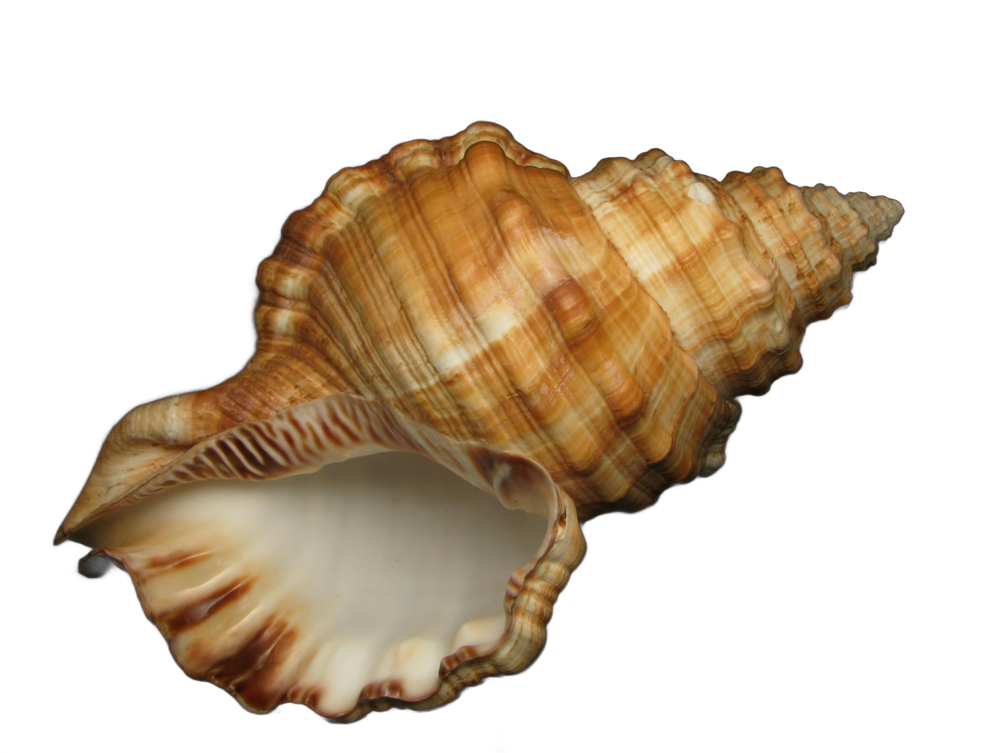 conchiglia come simpolo per il mediterraneo